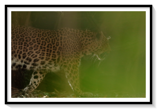 Leopard From IndiaUnlike lions, leopards are solitary creatures. Males are almost entirely solitary and females only break their solitude when they are raising cubs. But, like lions, leopards roar. Male leopards defend their territory by roaring and scent marking, while females use their roar to attract mates and call their cubs.Leopards are solitary creatures that spend a lot of time in trees. They are very strong, excellent climbers, excellent swimmers, and fast runners. They are also nocturnal, hunting and being most active at night. Leopards live in a variety of areas and environments.