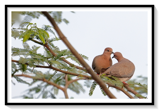 Love Dove Pairs BirdsIn 1760 the French zoologist Mathurin Jacques Brisson included a description of the laughing dove in his six volume Ornithologie based on a specimen collected in Senegal. He used the French name La tourterelle à gorge tachetée du Sénégal and the Latin Tutur gutture maculato senegalensis