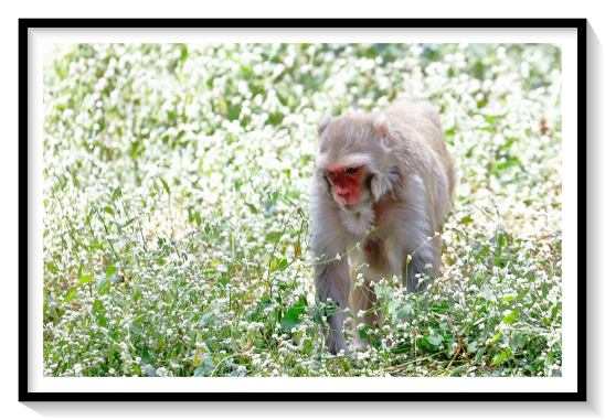 Macaque Monkeybetween the sexes and between the species; males range in head and body length from about 41 to 70 cm (16 to 28 inches) and in weight from about 2.4 kg (5.3 pounds) in females and 5.5 kg in males of the smallest species, the crab-eating macaque (Macaca fascicularis), to a maximum of about 13 kg in females and 18 kg in males of the largest species, the Tibetan macaque (M. thibetana).Depending on the species, they live in forests, on plains, or among cliffs and rocky terrain. Macaques are omnivorous, and they possess large cheek pouches in which they carry extra food. Breeding occurs year-round in some (mostly tropical) species, but, among those living outside the tropics, it is seasonal. Single young are born after about six months’ gestation and become adult at four years. Macaques are considered highly intelligent but may be bad-tempered as adults.