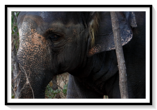 Mamal Asian ElephantIt is one of only three living species of elephants or elephantids anywhere in the world, the others being the African bush elephant and African forest elephant. Further, the Asian elephant is the only living species of the genus Elephas. It is the second largest species of elephant after the African bush elephant. It frequently inhabits grasslands, tropical evergreen forests, semi-evergreen forests, moist deciduous forests, dry deciduous forests and dry thorn forests. They are herbivorous, eating about 150 kg (330 lb) of vegetation per day. Cows and calves form groups, while males remain solitary or form "bachelor groups" with other males. During the breeding season, males will temporarily join female groups to mate. Asian elephants have a large and well-developed neocortex of the brain, are highly intelligent and self-aware being able to display behaviors associated with grief, learning, greeting etc.The Asian elephant is the largest living land animal in Asia. Since 1986, the Asian elephant has been listed as Endangered on the IUCN Red List, as the population has declined by at least 50 per cent over the last three elephant generations, which is about 60–75 years. It is primarily threatened by loss of habitat, habitat degradation, fragmentation and poaching. Wild Asian elephants live to be about 60 years old. While female captive elephants are recorded to have lived beyond 60 years when kept in semi-natural surroundings, Asian elephants die at a much younger age in captivity; captive populations are declining due to a low birth and high death rate. The earliest indications of captive use of Asian elephants are engravings on seals of the Indus Valley civilisation dated to the 3rd millennium BC.
