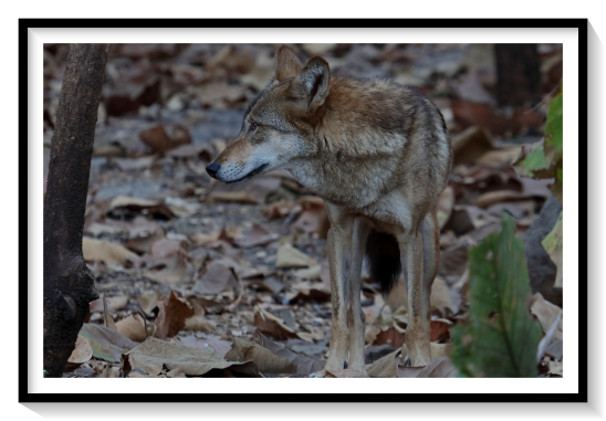 Mammal Wolf Of EruAsia all members of the genus Canis, the wolf is most specialized for cooperative game hunting as demonstrated by its physical adaptations to tackling large prey, its more social nature, and its highly advanced expressive behaviour, including individual or group howling. It travels in nuclear families consisting of a mated pair accompanied by their offspring. Offspring may leave to form their own packs on the onset of sexual maturity and in response to competition for food within the pack. Wolves are also territorial, and fights over territory are among the principal causes of mortality. The global wild wolf population was estimated to be 300,000 in 2003 and is considered to be of Least Concern by the International Union for Conservation of Nature (IUCN). Wolves have a long history of interactions with humans, having been despised and hunted in most pastoral communities because of their attacks on livestock, while conversely being respected in some agrarian and hunter-gatherer societies.