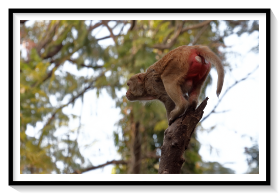 Monkey ChinesMacaques are mainly frugivorous, although some species have been observed feeding on insects. In natural habitats, they have been observed to consume certain parts of over one hundred species of plants including the buds, fruit, young leaves, bark, roots, and flowers. When macaques live amongst people, they raid agricultural crops such as wheat, rice, or sugarcane; and garden crops like tomatoes, bananas, melons, mangos, or papayas.Macaques live in established social groups that can range from a few individuals to several hundred, as they are social animals. A typical social group possess between 20 and 50 individuals of all ages and of both sexes.