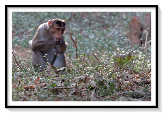 Monkey EatingIf a macaque of a lower level in the social chain has eaten berries and none are left for a higher-ranking macaque, then the one higher in status can, within this social organizationLong-tailed macaques are also responsible for the near extinction of several bird species on Mauritius by destroying the nests of the birds as they move through their native ranges and eat the eggs of critically endangered species, such as the pink pigeon and Mauritian green parrot
