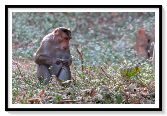 Monkey LookingSocial status is highly structured in toque macaque troops and dominance hierarchies occur among both males and females. A troop may consist of eight to forty individuals. When the troop becomes too large, social tension and aggression towards each other rises, causing some individuals to leave. This is noticeable in adults and sub adults, where a troop may consist largely of females.Birth rarely occurs during the day or on the ground. During labor the female isolates herself from the group (about 100 m). The mother stands bipedally during parturition and assists the delivery with her hands. The infant is usually born 2 minutes after crowning.