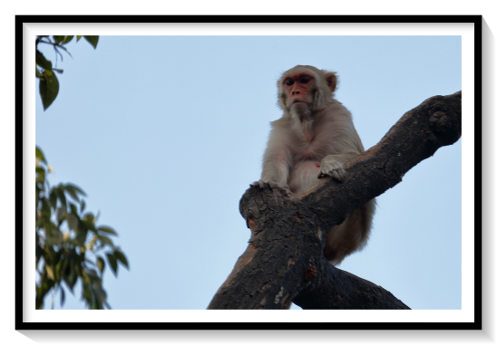 Monkey On Top MacqueMacaques are found in a variety of habitats throughout the Asian continent and are highly adaptable. Certain species are synanthropic, having learned to live alongside humans, but they have become problematic in urban areas in Southeast Asia and are not suitable to live with, as they can carry transmittable diseases. Most macaque species are listed as vulnerable to critically endangered on the International Union of the Conservation of Nature (IUCN) Red List.The 23 species of macaques inhabit ranges throughout Asia, North Africa, and (in Gibraltar) Europe. Macaques are principally frugivorous (preferring fruit), although their diet also includes seeds, leaves, flowers, and tree bark. Some species such as the long-tailed macaque (M. fascicularis; also called the crab-eating macaque) will supplement their diets with small amounts of meat from shellfish, insects, and small mammals. On average, a southern pig-tailed macaque (M. nemestrina) in Malaysia eats about 70 large rats each year.