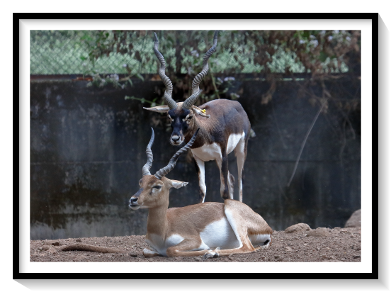 Pair Of Black Buckhe blackbuck has white fur on the chin and around the eyes, which is in sharp contrast with the black stripes on the face. The coats of males show two-tone colouration; while the upper parts and outsides of the legs are dark brown to black, the underparts and the insides of the legs are all white. Darkness typically increases as the male ages; females and juveniles are yellowish fawn to tan.[21] In Texas, blackbuck moult in spring, following which the males look notably lighter, though darkness persists on the face and the legs.[22] On the contrary, males grow darker as the breeding season approaches