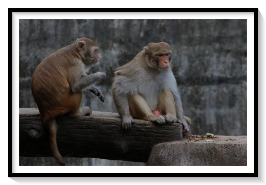 Pair Of MonkeysAside from humans (genus Homo), the macaques are the most widespread primate genus, ranging from Japan to the Indian subcontinent, and in the case of the Barbary macaque (Macaca sylvanus), to North Africa and Southern Europe. Twenty-three macaque species are currently recognized. Macaques are robust primates whose arms and legs are about the same in length. The fur of these animals is typically varying shades of brown or black and their muzzles are rounded in profile with nostrils on the upper surface. The tail varies among each species, which can be long, moderate, short or totally absent.