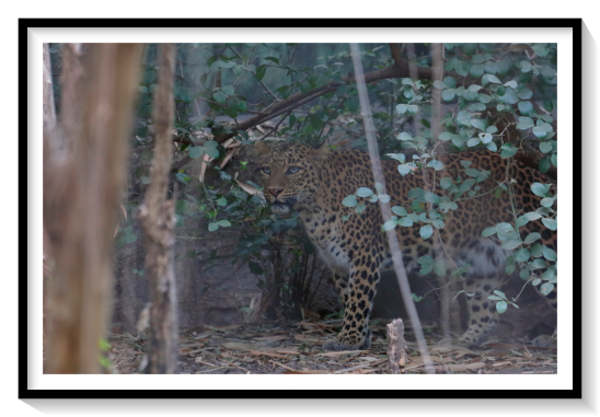 Persian LeopardThe leopard was first described in 1758, and several subspecies were proposed in the 19th and 20th centuries. Today, eight subspecies are recognised in its wide range in Africa and Asia. It initially evolved in Africa during the Early Pleistocene, before migrating into Eurasia around the Early–Middle Pleistocene transition. Leopards were formerly present across Europe, but became extinct in the region at around the end of the Late Pleistocene-early Holocene.