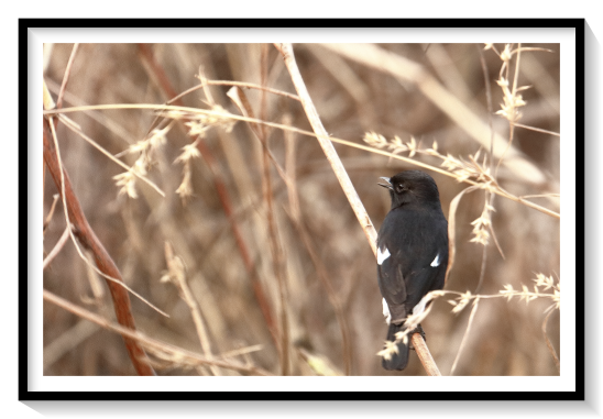Pied Bushchat BirdThe pied bush chat (Saxicola caprata) is a small passerine bird found ranging from West Asia and Central Asia to the Indian subcontinent and Southeast Asia. About sixteen subspecies are recognized through its wide range with many island forms. It is a familiar bird of countryside and open scrub or grassland where it is found perched at the top of short thorn trees or other shrubs, looking out for insect prey. They pick up insects mainly from the ground, and were, like other chats, placed in the thrush family Turdidae, but are now considered as Old World flycatchers.