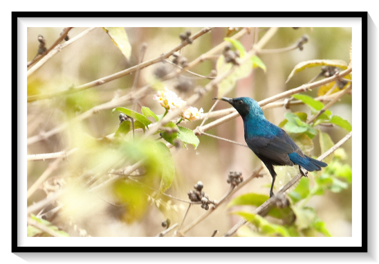 Purpul SunBirdThe purple sunbird (Cinnyris asiaticus) is a small bird in the sunbird family. It occurs in parts of the Arabian peninsula and South and Southeast Asia. It has a fast and direct flight and can take nectar by hovering like a hummingbird but often perches at the base of flowers. It feeds mainly on nectar and insects, especially when feeding young. The males can appear all black in harsh sunlight but the purple iridescence is visible on closer observation or under good light conditions. Females are olive above and yellowish below.
