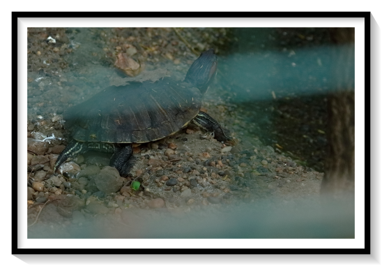 Red Eared SliderThe red-eared slider or red-eared terrapin (Trachemys scripta elegans) is a subspecies of the pond slider (Trachemys scripta), a semiaquatic turtle belonging to the family Emydidae. It is the most popular pet turtle in the United States, is also popular as a pet across the rest of the world, and is the most invasive turtle.[2] It is the most commonly traded turtle in the world.