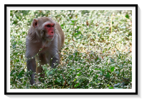 Red Face Monkey MacqueMacaques are highly adaptable to different habitats and climates and can tolerate a wide fluctuation of temperatures and live in varying landscape settings. They easily adapt to human-built environments and can survive well in urban settings if they are able to obtain food. They can also survive in completely natural settings absent of humans. The ecological and geographic ranges of the macaque are the widest of any non-human primate. Their habitats include the tropical rainforests of Southeast Asia, Sri Lanka, India, arid mountains of Pakistan and Afghanistan, and temperate mountains in Algeria, Japan, China, Morocco, and Nepal. Some species also inhabit villages and towns in cities in Asia.Management techniques have historically been controversial, and public disapproval can hinder control efforts. Previously, efforts to remove macaque individuals were met with public resistanceOne management strategy that is currently being explored is that of sterilization. Natural resource managers are being educated by scientific studies in the proposed strategy. Effectiveness of this strategy is estimated to succeed in keeping populations in check. For example, if 80% of females are sterilized every five years, or 50% every two years, it could effectively reduce the population.