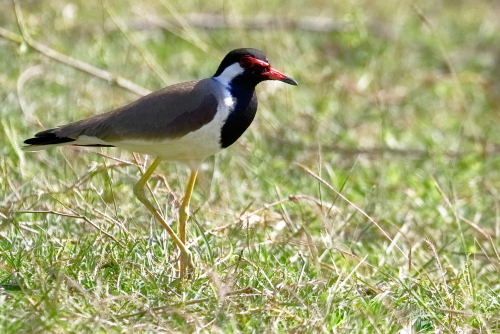 Red Wattled Lapwing Bird The red-wattled lapwing (Vanellus indicus) is an Asian lapwing or large plover, a wader in the family Charadriidae. Like other lapwings they are ground birds that are incapable of perching. Their characteristic loud alarm calls are indicators of human or animal movements and the sounds have been variously rendered as did he do it or pity to do it