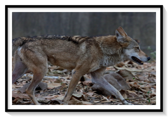 Red wolves were once distributed throughout the southeastern and south-central United States from the Atlantic Ocean to central Texas, southeastern Oklahoma and southwestern Illinois in the west, and in the north from the Ohio River Valley, northern Pennsylvania, southern New York, and extreme southern Ontario in Canada