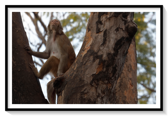 Aside from humans (genus Homo), the macaques are the most widespread primate genus, ranging from Japan to the Indian subcontinent, and in the case of the Barbary macaque (Macaca sylvanus), to North Africa and Southern Europe. Twenty-three macaque species are currently recognized. Macaques are robust primates whose arms and legs are about the same in length. The fur of these animals is typically varying shades of brown or black and their muzzles are rounded in profile with nostrils on the upper surface.