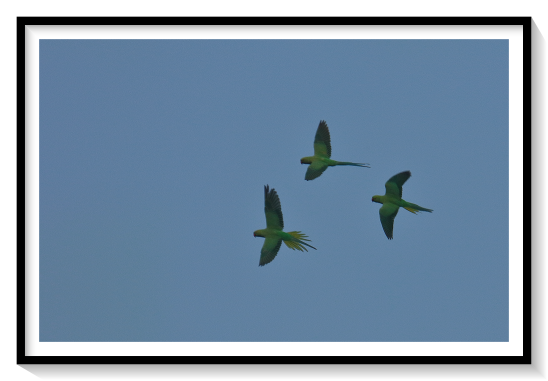 Rose Ring Parakeet The rose-ringed parakeet (Psittacula krameri), also known as the ring-necked parakeet, ringneck parrot (in aviculture) or the Kramer parrot, is a medium-sized parrot in the genus Psittacula, of the family Psittacidae. It has disjunct native ranges in Africa and the Indian subcontinent,[2] and is now introduced into many other parts of the world where feral populations have established themselves or are bred for the exotic pet trade. One of the few parrot species that have successfully adapted to living in disturbed habitats, it has withstood the onslaught of urbanization and deforestation.