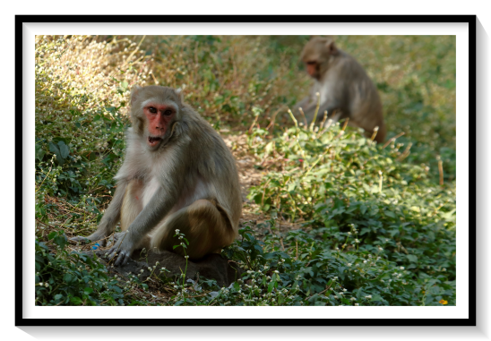Rhesus Monkey The rhesus macaque (Macaca mulatta), colloquially rhesus monkey, is a species of Old World monkey. There are between six and nine recognised subspecies split between two groups, the Chinese-derived and the Indian-derived. Generally brown or grey in colour, it is 47–53 cm (19–21 in) in length with a 20.7–22.9 cm (8.1–9.0 in) tail and weighs 5.3–7.7 kg (12–17 lb). It is native to South, Central, and Southeast Asia and has the widest geographic range of all non-human primates, occupying a great diversity of altitudes and habitats.