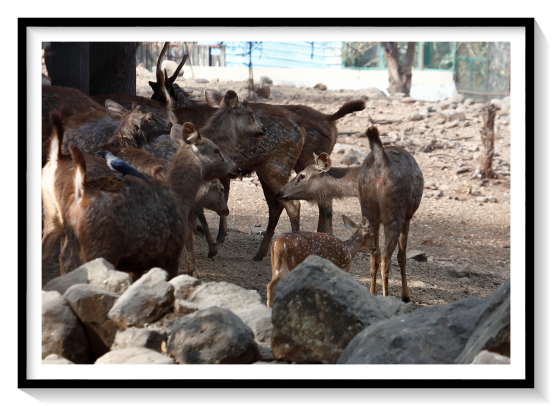 Genetic analysis shows that the closest living relative of the sambar is most likely the Javan rusa of Indonesia Fossil sambar are known from the early Pleistocene, although they are very similar in form to early deer species from the Pliocene, with less of a resemblance to more modern cervines. The species probably arose in the tropical reaches of southern Asia, and later spread across its current range. Epirusa and Eucladoceros have both been proposed as possible ancestors of the living species and its closest relatives
