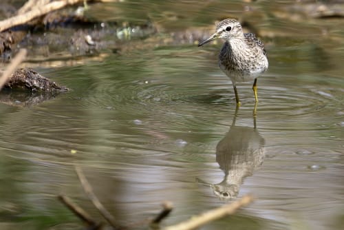SandPiper BirdSandpipers are more geared towards tactile foraging methods than the plovers, which favour more visual foraging methods, and this is reflected in the high density of tactile receptors in the tips of their bills. These receptors are housed in a slight horny swelling at the tip of the bill (except for the surfbird and the two turnstones). Bill shape is highly variable within the family, reflecting differences in feeding ecology. Bill length relative to head length varies from three times the length of the head in the long-billed curlew to just under half the head length in the Tuamotu sandpiper. Bills may be straight, slightly upcurled or strongly downcurved