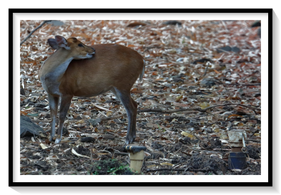 Sothern Red Muntjac DeerThe southern red muntjac (Muntiacus muntjak) is a deer species native to Southeast Asia. It was formerly known as the Indian muntjac or the common muntjac before the species was taxonomically revised to represent only populations of Sunda and perhaps Malaysia. The other populations being attributed to this species are now attributed to Muntiacus vaginalis (Northern red muntjac). Muntjacs are also referred to as barking deer. It is listed as Least Concern on the IUCN Red List.This muntjac has soft, short, brownish or grayish hair, sometimes with creamy markings. It is among the smallest deer species. It is an omnivore and eats grass, fruit, shoots, seeds, bird eggs, and small animals, and occasionally scavenges on carrion. Its calls sound like barking, often when frightened by a predator, hence the common name "barking deer". Males have canines, short antlers that usually branch just once near the base, and a large postorbital scent gland used to mark territories