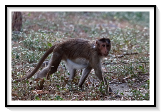Souther Pig Tail MacaqueThe pig-tailed macaques are two macaque sister species. They look almost identical and are best distinguished by their parapatric ranges: Northern pig-tailed macaque, Macaca leonina (Bangladesh to Vietnam, south to northern Malaysia) Southern pig-tailed macaque or beruk, Macaca nemestrina (Northern Malaysia and southern Thailand to Borneo and western Indonesia)In summary, we found that aggression in pigtail macaque social groups varies among groups, but is consistent within the group over time, and that as aggression levels increase, the probability of an uncomplicated viable birth decreases.