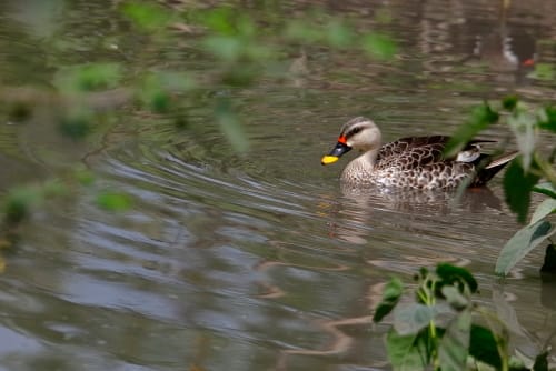 Spot Bill Duck IndiaThese are mainly grey ducks with a paler head and neck and a black bill tipped bright yellow. The wings are whitish with black flight feathers below, and from above show a white-bordered green The male has a red spot on the base of the bill, which is absent or inconspicuous in the smaller but otherwise similar female. The male does not have an eclipse plumage. The legs and feet are bright orange to coral red. Juveniles are browner and duller than adults