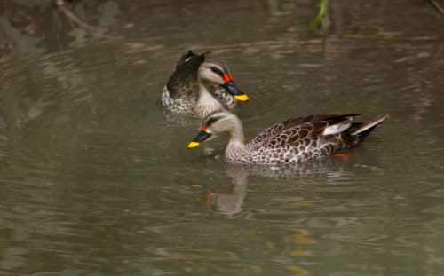 Indo-Asian Spot Bill DuckThey are seen isolated from other species and usually in pairs or small groups and when disturbed they can take off easily and nearly vertically from the water. They were hunted extensively in British India, noted for their excellent taste. When shot at, especially when in moult, they are known to dive and remain underwater to evade capture. A local name for it was "gheret-pai"In southern India, a method of hunting involved using floating bundles of rushes on which the hunters lay in waitNatural predators of the ducks include birds of prey and terrestrial predators including pythons and otters