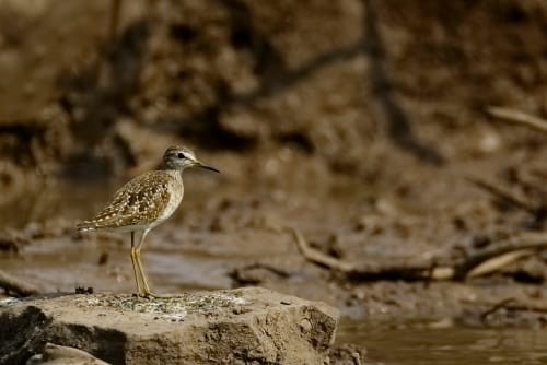 Spotted Sand Piper BirdThe spotted sandpiper (Actitis macularius) is a small shorebird. Together with its sister species the common sandpiper (A. hypoleucos), it makes up the genus Actitis. They replace each other geographically; stray birds may settle down with breeders of the other species and hybridize.These birds forage on the ground or in water, picking up food by sight. They may also catch insects in flight. They eat insects (such as flies, beetles, grasshoppers, mayflies, midges, crickets and caterpillars)
