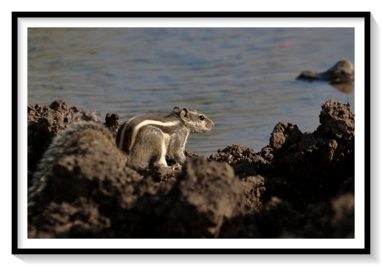 The palm squirrel is about the size of a large chipmunk, with a bushy tail slightly shorter than its body. The back is a grizzled, grey-brown colour with three conspicuous white stripes which run from head to tail. The two outer stripes run from the forelegs to the hind legs only. It has a creamy-white belly and a tail covered with interspersed, long, black and white hair. The ears are small and triangular. Juvenile squirrels have significantly lighter coloration, which gets progressively darker as they age. Albinism is rare, but exists in this species.
