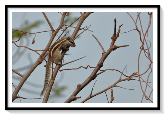 Squrriel On TreeTopThe palm squirrel is about the size of a large chipmunk, with a bushy tail slightly shorter than its body. The back is a grizzled, grey-brown colour with three conspicuous white stripes which run from head to tail. The two outer stripes run from the forelegs to the hind legs only. It has a creamy-white belly and a tail covered with interspersed, long, black and white hair. The ears are small and triangular. Juvenile squirrels have significantly lighter coloration, which gets progressively darker as they age. Albinism is rare, but exists in this species.The Indian palm squirrel exhibits a variety of reproductive behaviors; some display cyclical periodicity activity while others show continuous reproductive activity