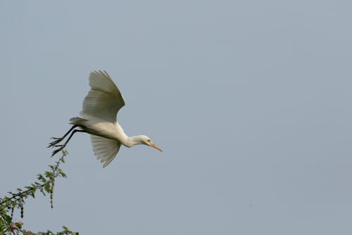 Flight Of Cattle Egret BirdThe cattle egret (formerly genus Bubulcus) is a cosmopolitan clade of heron (family Ardeidae) in the genus Ardea found in the tropics, subtropics, and warm-temperate zones. According to the IOC bird list, it contains two species, the western cattle egret and the eastern cattle egret, although some authorities regard them as a single species. Despite the similarities in plumage to the egrets of the genus Egretta, it actually belongs to the genus Ardea. Originally native to parts of Asia, Africa, and Europe, it has undergone a rapid expansion in its distribution and successfully colonised much of the rest of the world in the last century.