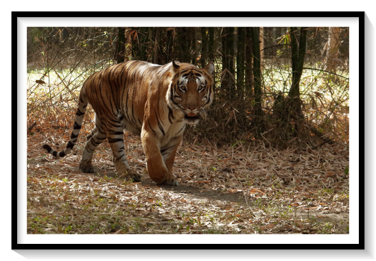 The Indian Bengal Tigar AnimalThe Bengal tiger or Royal Bengal tiger is a population of the Panthera tigris tigris subspecies and the nominate tiger subspecies. It ranks among the biggest wild cats alive today. It is estimated to have been present in the Indian subcontinent since the Late Pleistocene for about 12,000 to 16,500 years. Its historical range covered the Indus River valley until the early 19th century, almost all of India, western Pakistan, southern Nepal, Bangladesh, Bhutan and southwestern China. Today, it inhabits India, Bangladesh, Nepal, Bhutan, and southwestern China. It is threatened by poaching, habitat loss and habitat fragmentation.The validity of several tiger subspecies in continental Asia was questioned in 1999. Morphologically, tigers from different regions vary little, and gene flow between populations in those regions is considered to have been possible during the Pleistocene. Therefore, it was proposed to recognise only two subspecies as valid, namely P. t. tigris in mainland Asia, and P. t. sondaica in the Greater Sunda Islands and possibly in Sundaland