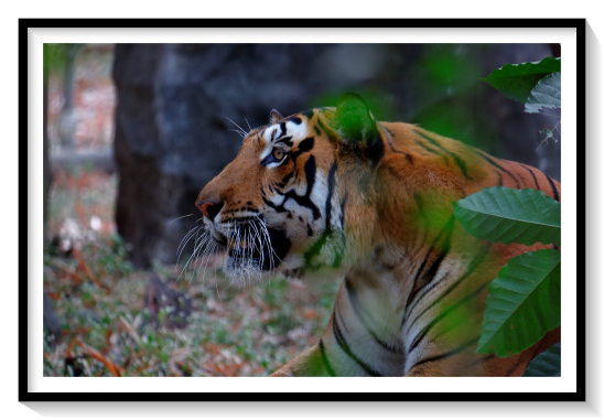 Tiger Of Bengal IndiaIn 2000, the Bengal tiger re-wilding project Tiger Canyons was started by John Varty, who together with the zoologist Dave Salmoni trained captive-bred tiger cubs how to stalk, hunt, associate hunting with food and regain their predatory instincts. They claimed that once the tigers proved that they can sustain themselves in the wild, they would be released into a free-range sanctuary of South Africa to fend for themselvesToday, the tiger is the national animal of Bangladesh and India. Bangladeshi banknotes feature a tiger. The political party Muslim League of Pakistan uses the tiger as its election symbol