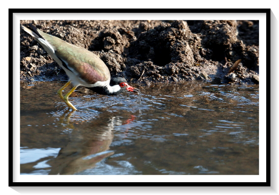 The red-wattled lapwing (Vanellus indicus) is an Asian lapwing or large plover, a wader in the family Charadriidae. Like other lapwings they are ground birds that are incapable of perching. Their characteristic loud alarm calls are indicators of human or animal movements and the sounds have been variously rendered as did he do it or pity to do it