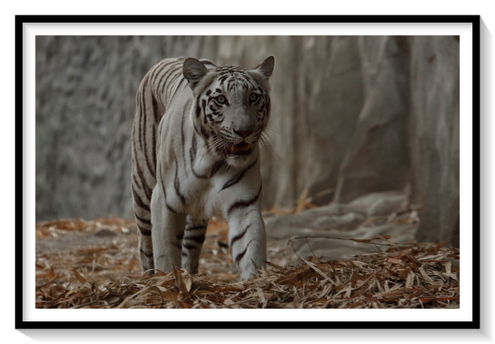 White Tiger Worlds FirstMutations in the same gene are known to result in 'cream' coloration in horsesBecause of the extreme rarity of the white tiger allele in the wildthe breeding pool was limited to the small number of white tigers in captivity. According to Kailash Sankhala, the last white tiger ever seen in the wild was shot in 1958.