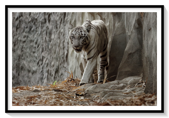 White Tiger Worlds extinct AnimalThe only pure-Bengal white tiger reported to be cross-eyed was Mohini's daughter Rewati. Strabismus is directly linked to the white gene and is not a separate consequence of inbreeding.In 2004, a blue-eyed, stripeless white tiger was born in a wildlife refuge in Alicante, Spain. Its parents are normal orange Bengals. The cub was named "Artico" ("Arctic").due to incorrectly routed visual pathways in the brains of white tigers. When stressed or confused, all white tigers cross their eyes