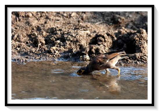 Indian Comman Myna BirdMynas are not a natural group;instead, the term myna is used for any starling in the Indian subcontinent, regardless of their relationships. This range was colonized twice during the evolution of starlings, first by rather ancestral starlings related to the coleto and Aplonis lineages, and millions of years later by birds related to the common starling and wattled starling's ancestors. These two groups of mynas can be distinguished in the more terrestrial adaptions of the latter, which usually also have less glossy plumage, except on the heads, and longer tails. The Bali myna, which is critically endangered and nearly extinct in the wild, is highly distinctive.