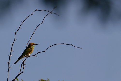 The bee-eaters are a group of birds in the family Meropidae, containing three genera and thirty-one species. Most species are found in Africa and Asia, with a few in southern Europe, Australia, and New Guinea. They are characterised by richly coloured plumage, slender bodies, and usually elongated central tail feathers. All have long down-turned bills and medium to long wings, which may be pointed or round. Male and female plumages are usually similar.
