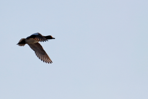 This duck is around the same size as a mallard and has a scaly patterned body with a green speculum bordered by white. At rest the white stripe stands out and the long neck and the bill with yellow tip and orange red spots at the base are distinctive in the nominate subspecies.