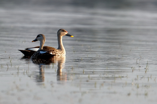 The Indian spot-billed duck (Anas poecilorhyncha) is a species of large dabbling duck that is a non-migratory breeding duck throughout freshwater wetlands in the Indian subcontinent. The name is derived from the red spot at the base of the bill that is found in the mainland Indian population