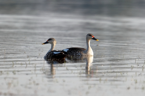 The Indian spot-billed duck (Anas poecilorhyncha) is a species of large dabbling duck that is a non-migratory breeding duck throughout freshwater wetlands in the Indian subcontinent. The name is derived from the red spot at the base of the bill that is found in the mainland Indian population