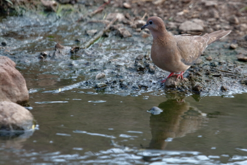 The laughing dove (Spilopelia senegalensis) is a small pigeon that is a resident breeder in Africa, the Middle East, South Asia, and Western Australia where it has established itself in the wild after being released from Perth Zoo in 1898