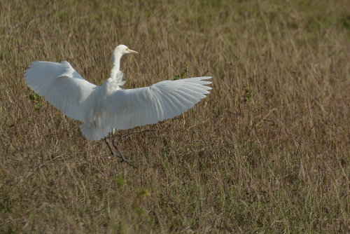 The species first arrived in North America in 1941 (these early sightings were originally dismissed as escapees), bred in Florida in 1953, and spread rapidly, breeding for the first time in Canada in 1962.
