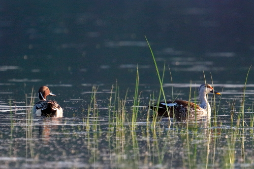 The Eurasian teal (Anas crecca), common teal, or Eurasian green-winged teal is a common and widespread duck that breeds in temperate Eurosiberia and migrates south in winter