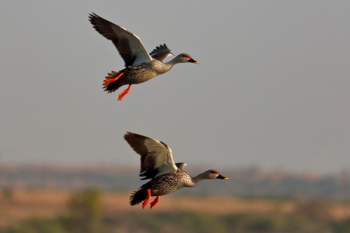 The Indian spot-billed duck (Anas poecilorhyncha) is a species of large dabbling duck that is a non-migratory breeding duck throughout freshwater wetlands in the Indian subcontinent.