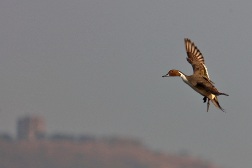 The Eurasian teal is one of the smallest extant dabbling ducks at 34–43 cm (13–17 in) length and with an average weight of 360 g (13 oz) in drake (males) and 340 g (12 oz) in hens (females). The wings are 17.5–20.4 cm (6.9–8.0 in) long, yielding a wingspan of 53–59 cm (21–23 in). The bill measures 3.2–4 cm (1.3–1.6 in) in length, and the tarsus 2.8–3.4 cm (1.1–1.3 in)