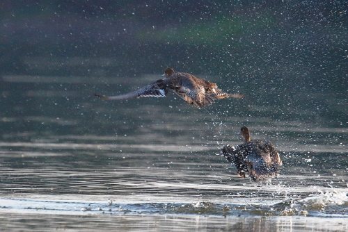 Males in nuptial plumage are distinguished from green-winged teals by the horizontal white scapular stripe, the lack of a vertical white bar at the breast sides, and the quite conspicuous light outlines of the face patch,