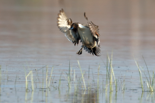 The Eurasian teal breeds across the Palearctic and mostly winters well south of its breeding range. However, in the milder climate of temperate Europe, the summer and winter ranges overlap. For example, in the United Kingdom and Ireland a small summer population breeds