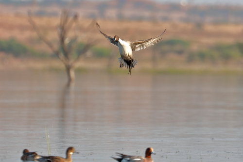 The Eurasian teal breeds across the Palearctic and mostly winters well south of its breeding range. However, in the milder climate of temperate Europe, the summer and winter ranges overlap. For example, in the United Kingdom and Ireland a small summer population breeds