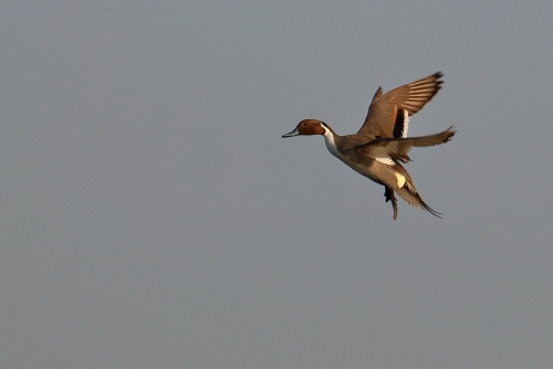From tracking wintering teal in Italy, most individuals departed the wintering grounds between mid-February and March, using the Black-Sea-Mediterranean flyway to reach their breeding grounds, from central Europe to east of the Urals, by May. This slow migration is due to long stopovers near the start of migration, mainly in south-eastern Europe.